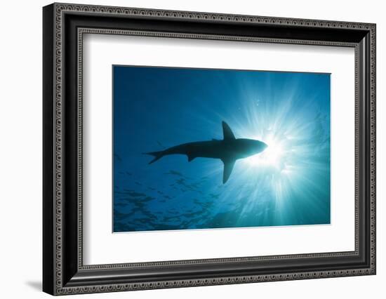 Blacktip Shark (Carcharhinus Limbatus)-Reinhard Dirscherl-Framed Photographic Print