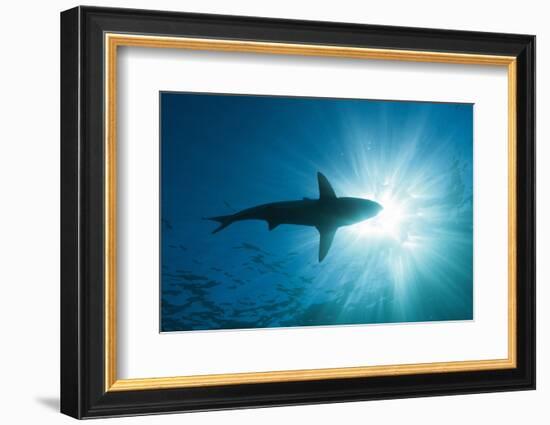 Blacktip Shark (Carcharhinus Limbatus)-Reinhard Dirscherl-Framed Photographic Print