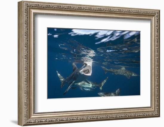 Blacktip Sharks (Carcharhinus Limbatus)-Reinhard Dirscherl-Framed Photographic Print