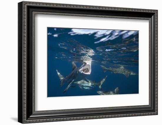 Blacktip Sharks (Carcharhinus Limbatus)-Reinhard Dirscherl-Framed Photographic Print