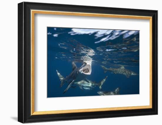 Blacktip Sharks (Carcharhinus Limbatus)-Reinhard Dirscherl-Framed Photographic Print