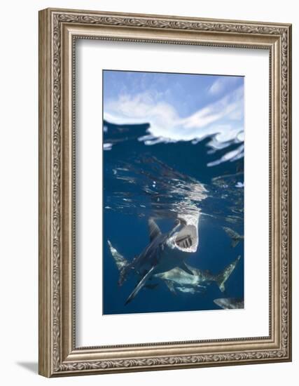 Blacktip Sharks (Carcharhinus Limbatus)-Reinhard Dirscherl-Framed Photographic Print