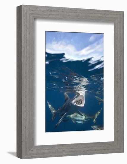 Blacktip Sharks (Carcharhinus Limbatus)-Reinhard Dirscherl-Framed Photographic Print