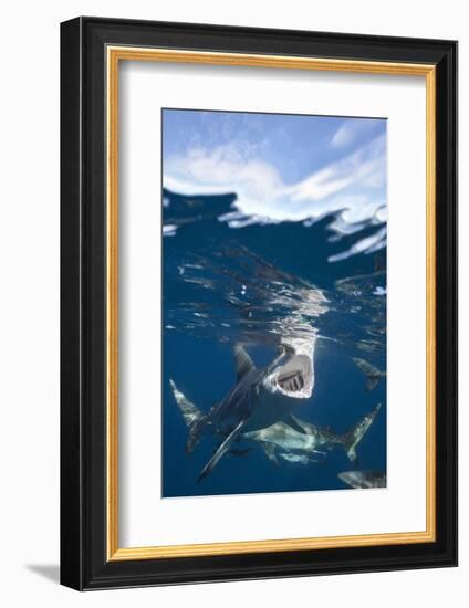 Blacktip Sharks (Carcharhinus Limbatus)-Reinhard Dirscherl-Framed Photographic Print