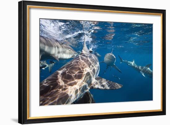 Blacktip Sharks (Carcharhinus Limbatus)-Reinhard Dirscherl-Framed Photographic Print