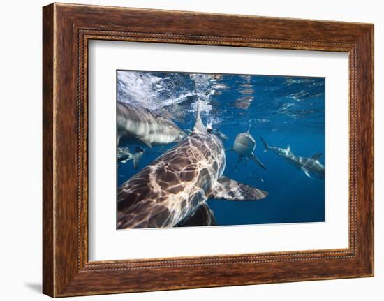 Blacktip Sharks (Carcharhinus Limbatus)-Reinhard Dirscherl-Framed Photographic Print