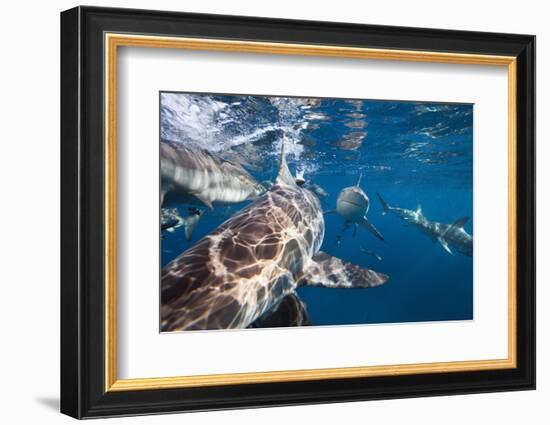 Blacktip Sharks (Carcharhinus Limbatus)-Reinhard Dirscherl-Framed Photographic Print