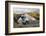 Blackwaterfoot harbour, Isle of Arran, North Ayrshire, Scotland, United Kingdom, Europe-Gary Cook-Framed Photographic Print