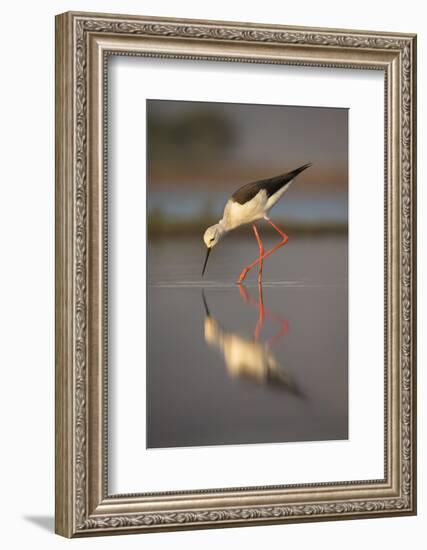 Blackwinged stilt (Himantopus himantopus), Zimanga private game reserve, KwaZulu-Natal, South Afric-Ann and Steve Toon-Framed Photographic Print