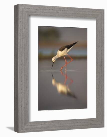 Blackwinged stilt (Himantopus himantopus), Zimanga private game reserve, KwaZulu-Natal, South Afric-Ann and Steve Toon-Framed Photographic Print