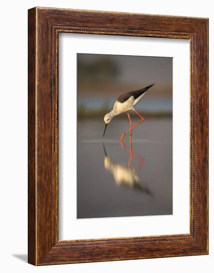 Blackwinged stilt (Himantopus himantopus), Zimanga private game reserve, KwaZulu-Natal, South Afric-Ann and Steve Toon-Framed Photographic Print