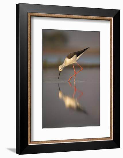 Blackwinged stilt (Himantopus himantopus), Zimanga private game reserve, KwaZulu-Natal, South Afric-Ann and Steve Toon-Framed Photographic Print