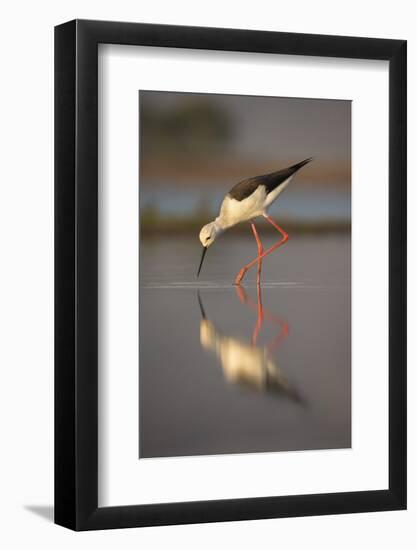 Blackwinged stilt (Himantopus himantopus), Zimanga private game reserve, KwaZulu-Natal, South Afric-Ann and Steve Toon-Framed Photographic Print