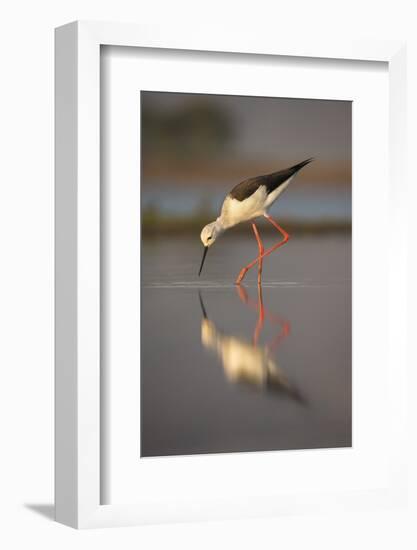 Blackwinged stilt (Himantopus himantopus), Zimanga private game reserve, KwaZulu-Natal, South Afric-Ann and Steve Toon-Framed Photographic Print