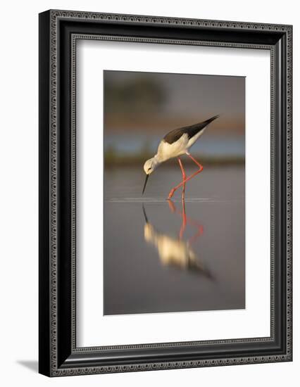 Blackwinged stilt (Himantopus himantopus), Zimanga private game reserve, KwaZulu-Natal, South Afric-Ann and Steve Toon-Framed Photographic Print