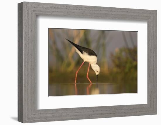 Blackwinged stilt (Himantopus himantopus), Zimanga private game reserve, KwaZulu-Natal, South Afric-Ann and Steve Toon-Framed Photographic Print