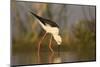 Blackwinged stilt (Himantopus himantopus), Zimanga private game reserve, KwaZulu-Natal, South Afric-Ann and Steve Toon-Mounted Photographic Print