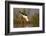 Blackwinged stilt (Himantopus himantopus), Zimanga private game reserve, KwaZulu-Natal, South Afric-Ann and Steve Toon-Framed Photographic Print