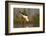 Blackwinged stilt (Himantopus himantopus), Zimanga private game reserve, KwaZulu-Natal, South Afric-Ann and Steve Toon-Framed Photographic Print