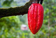 Cocoa Pod Red-blacqbook-Premium Photographic Print