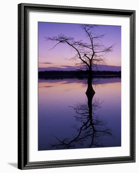 Bladcypress Tree at Sunset, Reelfoot National Wildlife Refuge, Tennessee, USA-Adam Jones-Framed Photographic Print