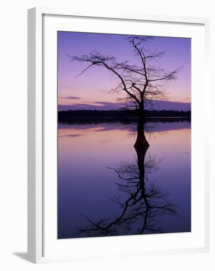 Bladcypress Tree at Sunset, Reelfoot National Wildlife Refuge, Tennessee, USA-Adam Jones-Framed Photographic Print