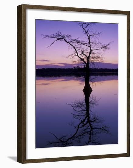 Bladcypress Tree at Sunset, Reelfoot National Wildlife Refuge, Tennessee, USA-Adam Jones-Framed Photographic Print