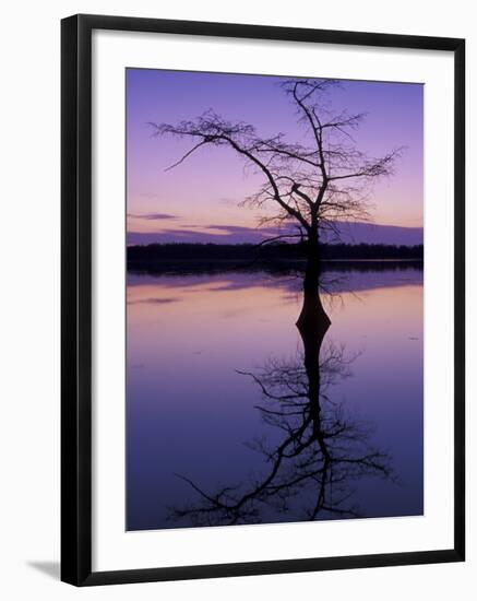 Bladcypress Tree at Sunset, Reelfoot National Wildlife Refuge, Tennessee, USA-Adam Jones-Framed Photographic Print