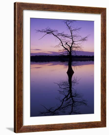 Bladcypress Tree at Sunset, Reelfoot National Wildlife Refuge, Tennessee, USA-Adam Jones-Framed Photographic Print