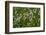 bladder campion, Silene vulgaris, Hohe Tauern, Carinthia, East Tyrol, Austria-Christian Zappel-Framed Photographic Print