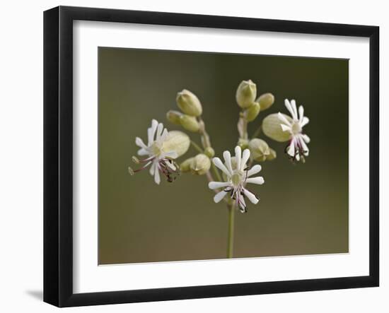 Bladder Campion (Silene Vulgaris), Waterton Lakes National Park, Alberta, Canada, North America-James Hager-Framed Photographic Print