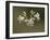 Bladder Campion (Silene Vulgaris), Waterton Lakes National Park, Alberta, Canada, North America-James Hager-Framed Photographic Print