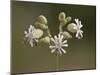 Bladder Campion (Silene Vulgaris), Waterton Lakes National Park, Alberta, Canada, North America-James Hager-Mounted Photographic Print