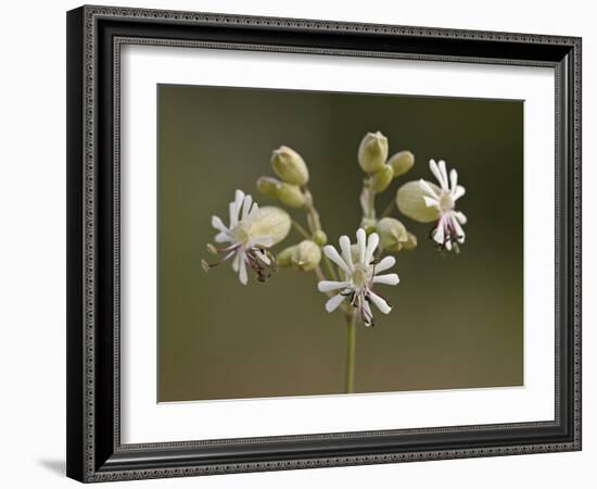 Bladder Campion (Silene Vulgaris), Waterton Lakes National Park, Alberta, Canada, North America-James Hager-Framed Photographic Print