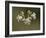 Bladder Campion (Silene Vulgaris), Waterton Lakes National Park, Alberta, Canada, North America-James Hager-Framed Photographic Print