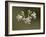 Bladder Campion (Silene Vulgaris), Waterton Lakes National Park, Alberta, Canada, North America-James Hager-Framed Photographic Print