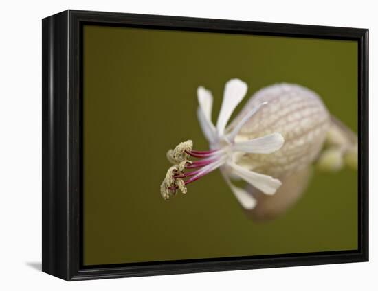 Bladder Campion (Silene Vulgaris), Waterton Lakes National Park, Alberta, Canada, North America-James Hager-Framed Premier Image Canvas