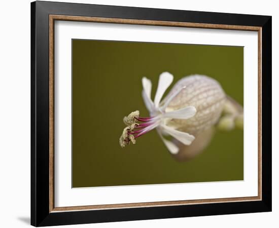 Bladder Campion (Silene Vulgaris), Waterton Lakes National Park, Alberta, Canada, North America-James Hager-Framed Photographic Print