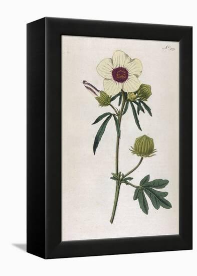 Bladder Hibiscus-William Curtis-Framed Stretched Canvas