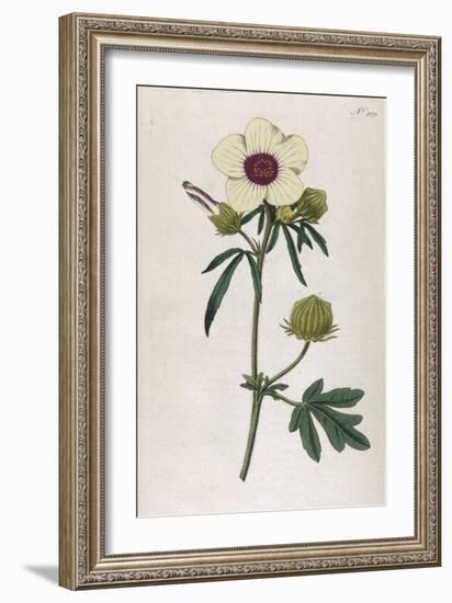 Bladder Hibiscus-William Curtis-Framed Art Print