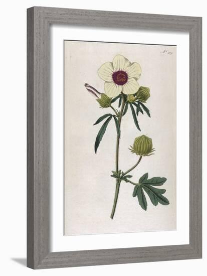 Bladder Hibiscus-William Curtis-Framed Art Print