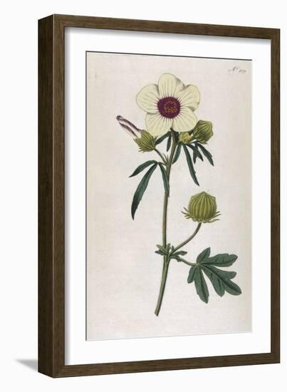 Bladder Hibiscus-William Curtis-Framed Art Print