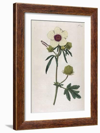 Bladder Hibiscus-William Curtis-Framed Art Print