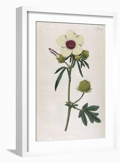 Bladder Hibiscus-William Curtis-Framed Art Print