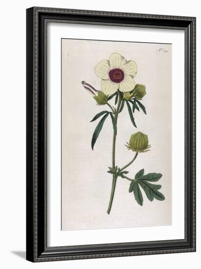 Bladder Hibiscus-William Curtis-Framed Art Print