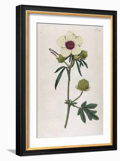 Bladder Hibiscus-William Curtis-Framed Art Print