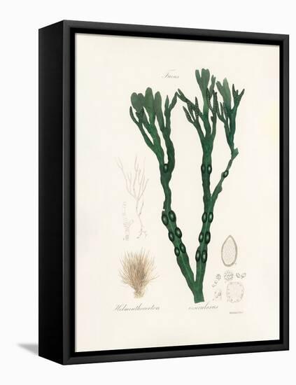 Bladder Wrack (Fucus Vesiculosus) Medical Botany-John Stephenson and James Morss Churchill-Framed Premier Image Canvas