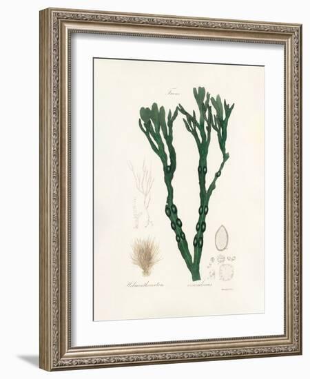 Bladder Wrack (Fucus Vesiculosus) Medical Botany-John Stephenson and James Morss Churchill-Framed Photographic Print