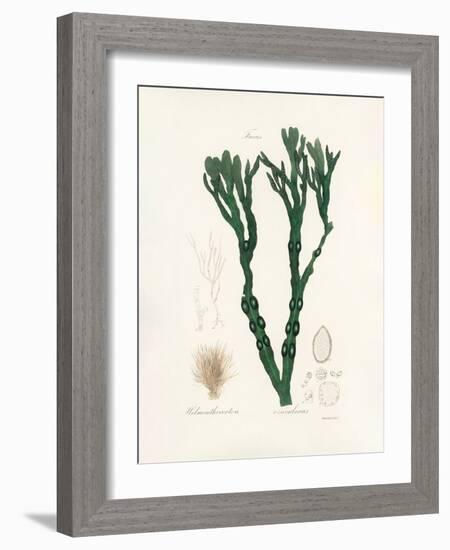 Bladder Wrack (Fucus Vesiculosus) Medical Botany-John Stephenson and James Morss Churchill-Framed Photographic Print