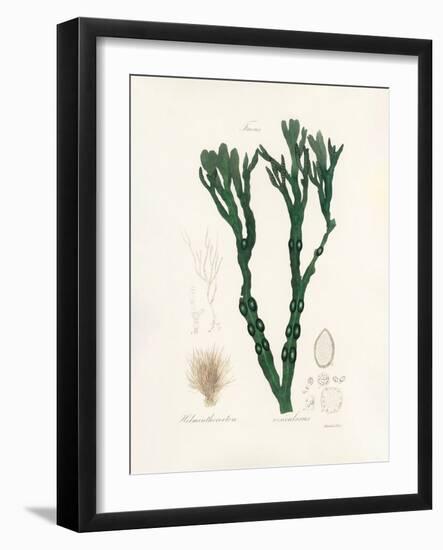 Bladder Wrack (Fucus Vesiculosus) Medical Botany-John Stephenson and James Morss Churchill-Framed Photographic Print